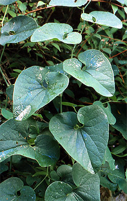 Kokornak (Aristolochia)