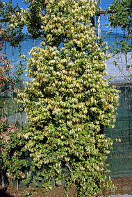 ph art0408 lonicera japonica halliana krzak2