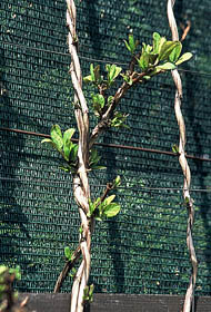ph art 0408 lonicera japonica halliana ciecie