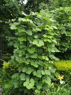 Pueraria łatkowata w Ogrodzie Botanicznym
