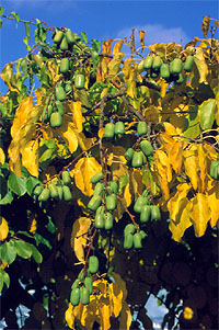 ph roslina 0210 actinidia arguta Jumbo owoce