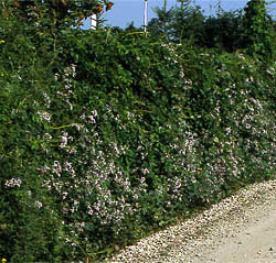 ph roslina 0306 jouiniana praecox plot2 lato