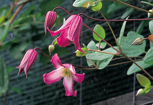 ph roslina 0409 clematis texensis Odoriba