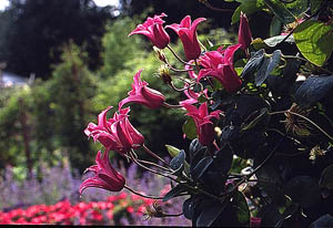ph roslina 0409 clematis texensis Princess Diana kwiaty