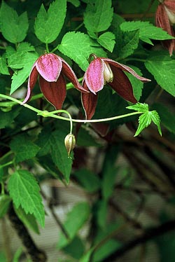 Clematis Grupa Atragene 'Betina' ('Red Beetroot Beauty')