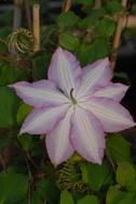 Clematis 'Nina'