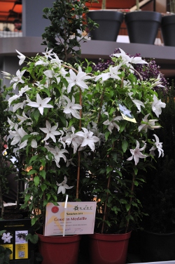 Clematis 'Beautiful Bride' golden medal Clematis 'Beautiful Bride'