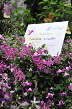 Clematis 'Krakowiak' silver medal Clematis 'Krakowiak' silver medal