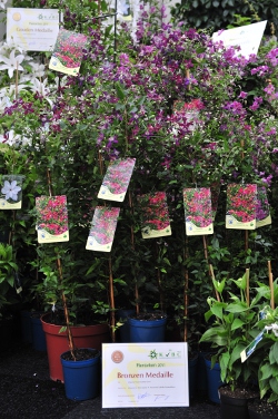 Clematis 'Sweet Summer Love' brown medal Clematis 'Sweet Summer Love' brown medal