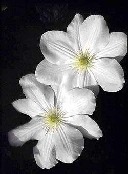 Clematis 'Marie Boisselot' ('Mevrouw Le Coultre') Clematis 'Marie Boisselot' ('Mevrouw Le Coultre')