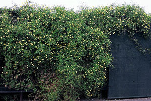 ph zastosowania clematis lambton park na plocie