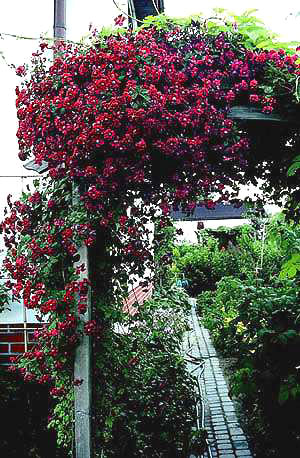 ph_zastosowania_clematis_viticella_purpurea_plena_elegans
