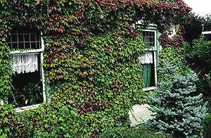 ph_zastosowania_parthenocissus_tricuspiclata_veitchii