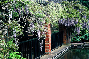 ph zastosowania wisteria